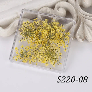 1 Box Natural Real Dry Flower Charm - S220-08