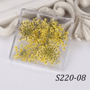  1 Box Natural Real Dry Flower Charm - S220-08 - Yellow Mellow by OTHER sold by DTK Nail Supply