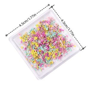  1 Box Natural Real Dry Flower Charm - S220-05 - Meadow Fantasy by OTHER sold by DTK Nail Supply