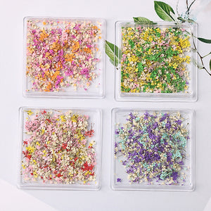  1 Box Natural Real Dry Flower Charm - S220-02 - Spring Blossom by OTHER sold by DTK Nail Supply