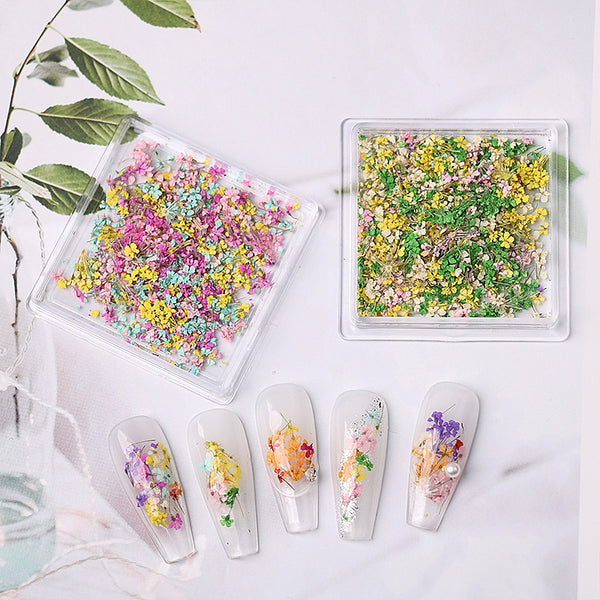  1 Box Natural Real Dry Flower Charm - S220-02 - Spring Blossom by OTHER sold by DTK Nail Supply